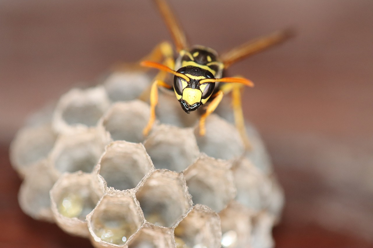 pest control near me medford oregon